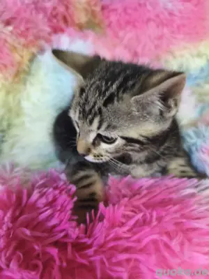Schicke Bengal Kitten Bild 8