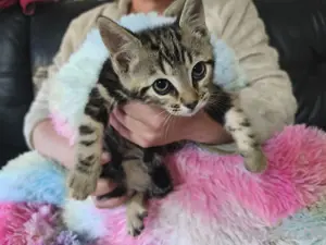 Schicke Bengal Kitten Bild 3