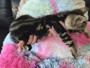 Schicke Bengal Kitten Bild 4