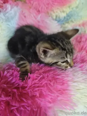 Schicke Bengal Kitten Bild 5