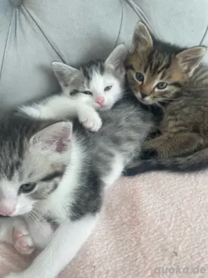 Hauskatzen Mischlinge Kitten