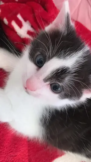 2 zauberhafte kleine Kater suchen ein liebevolles Zuhause 