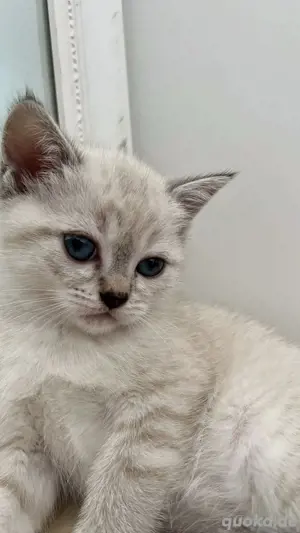 Blue Point und Seal Point Kitten