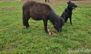 farabella pony hengst