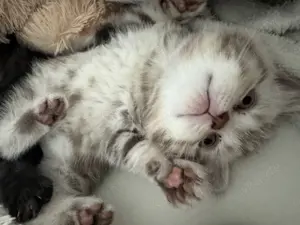 Drei britisch Kurzhaar Katzen zu verkaufen!