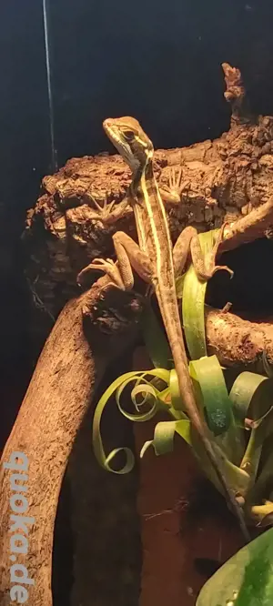 Basiliskus vitatus Streifenbasilisk 0.0.1