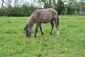 Konik Jährling dunkler Grulla 
