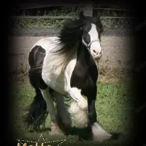 Konik Zweijähriger dunkler Grulla  Bild 10
