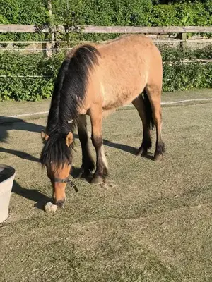 Wunderschönes Highland Pony 