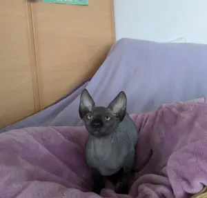 Canadian Sphynx Kitten
