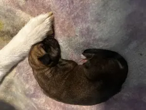 Süße Hunde Welpen; Husky X Ridgeback Bild 4