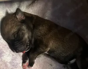 Süße Hunde Welpen; Husky X Ridgeback