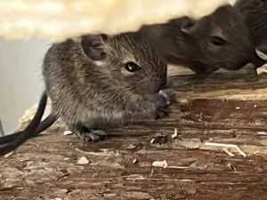 Degu Babys abzugeben weiblich männlich braun agouti Degus Gruppe Bild 1