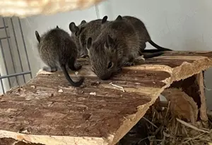 Degu Babys abzugeben weiblich männlich braun agouti Degus Gruppe Bild 3