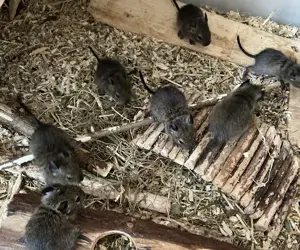 Degu Babys abzugeben weiblich männlich braun agouti Degus Gruppe Bild 2