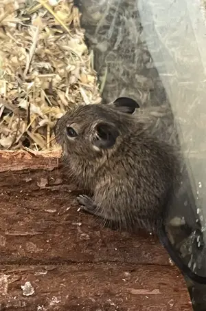 Degu Babys abzugeben weiblich männlich braun agouti Degus Gruppe Bild 6