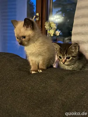 3 kitten sibirische waldkatzen mix 