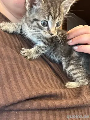 3 kitten sibirische waldkatzen mix  Bild 7