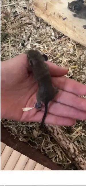Degu Babys abzugeben weiblich männlich braun agouti Degus Gruppe Bild 8