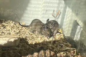 Degu Babys abzugeben weiblich männlich braun agouti Degus Gruppe Bild 5