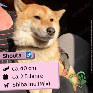 Shouta - schüchtern, ängstlich