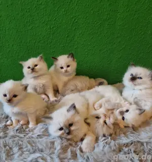 8 ragdoll kitten in verschiedenen Farben 