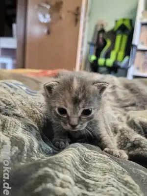 Süße Norwegische Waldkatzen Mix Kitten 