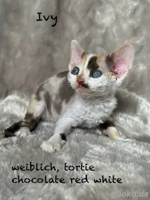 Devon Rex Kitten (männlich & weiblich)  Bild 2