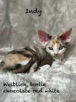 Devon Rex Kitten (männlich & weiblich)  Bild 3