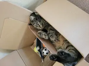 EKH Kater Odin (kastriert) sucht neues Zuhause