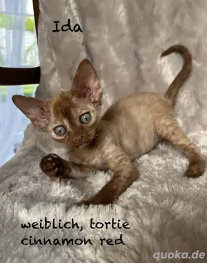 Devon Rex Kitten (männlich & weiblich)  Bild 4