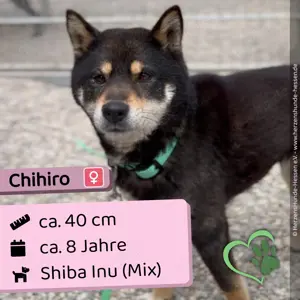 Chihiro, lieb, sozial