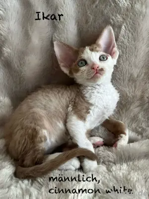 Devon Rex Kitten (männlich & weiblich) 