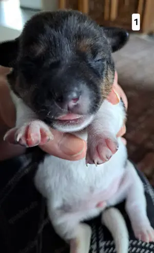 Jack-Russell-Welpen tricolor reinrassig Bild 2