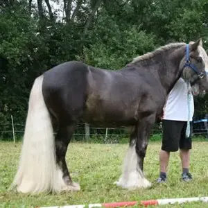 Tinker Achatschecke Bild 6