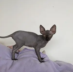 Canadian Sphynx Kitten 
