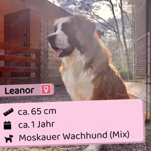 Leanor - freundlich, verspielt