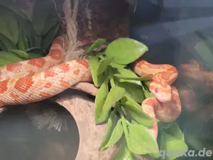 Kornnatter ENZ24 - Pantherophis Guttatus, Amel. het snow