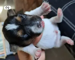 Jack-Russell-Welpen tricolor reinrassig Bild 4