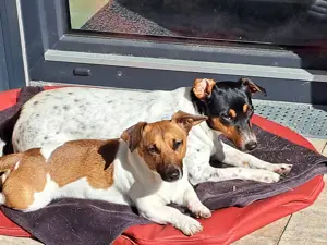 Jack-Russell-Welpen tricolor reinrassig Bild 10