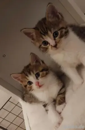 Kitten Babykatze Katzenbaby 
