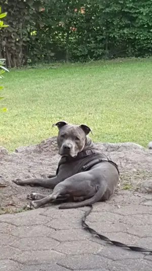 Liebevolles zuhause gesucht 