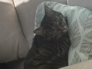 Minou sucht neues Zuhause 