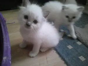  Heilige Birma kitten sehr verschmust 