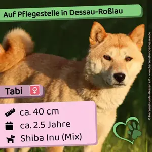 Tabi - neugierig, verträglich