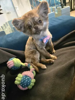 Chihuahua Welpen