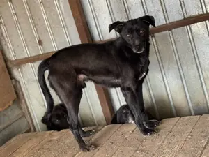 Diesel ca. 40 cm   der Sanftmütige