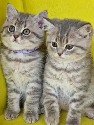 Bkh Kitten mit Stammbaum 