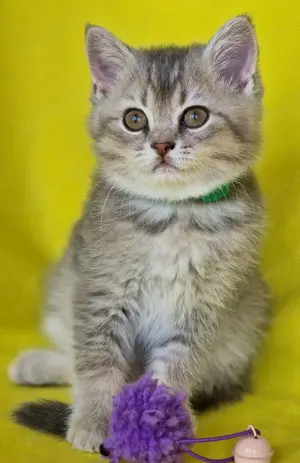 Bkh Kitten mit Stammbaum  Bild 4