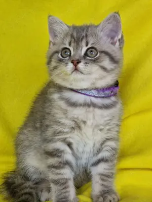 Bkh Kitten mit Stammbaum  Bild 6